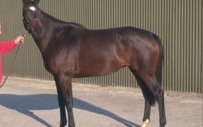 Blue Bood Racing New Addition